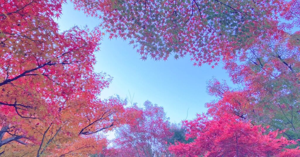 永観堂 所要時間 見どころ 紅葉