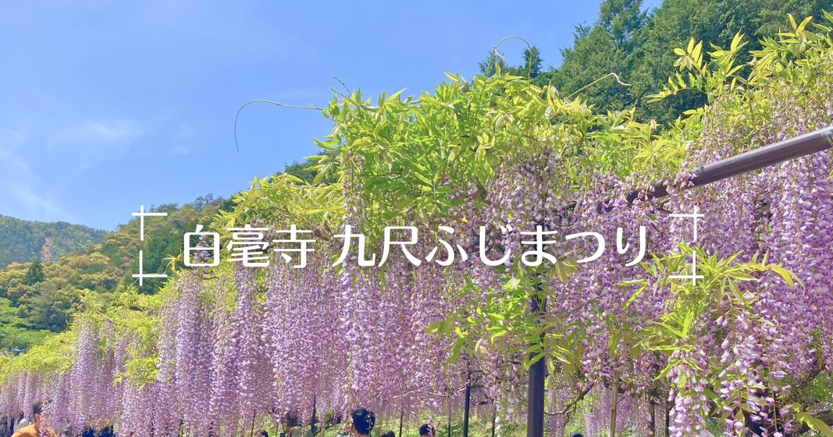 白毫 寺 藤 まつり
