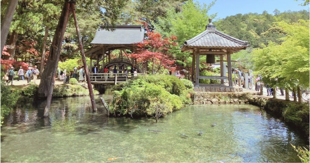 白毫 寺 藤 まつり