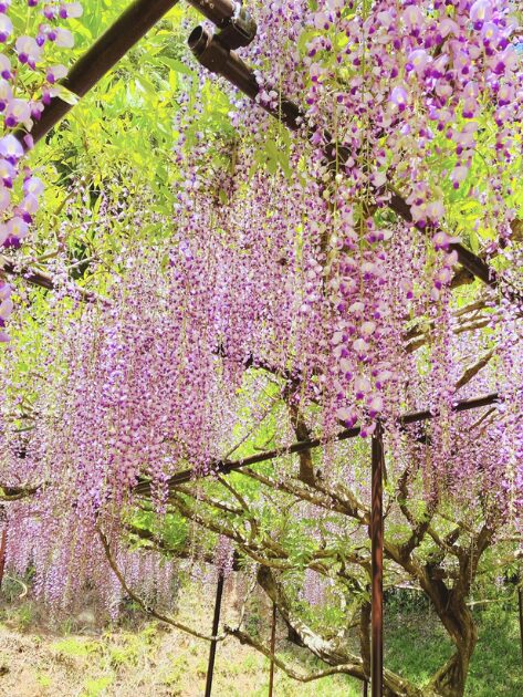 白毫 寺 藤 まつり