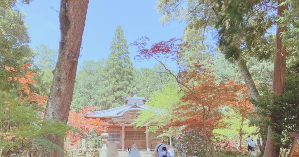GWに兵庫のイベントを楽しむ!白毫寺のふじまつり