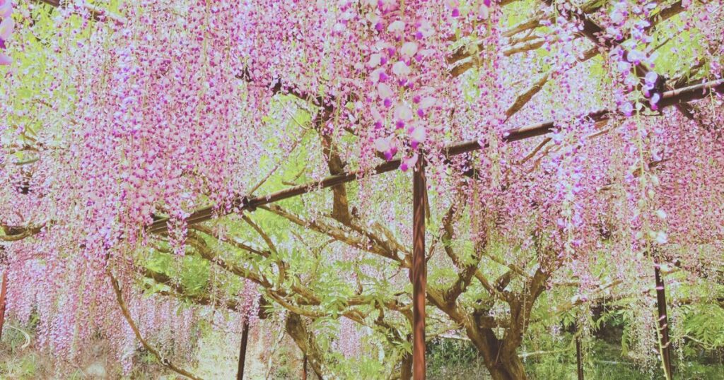 GWに兵庫のイベントを楽しむ!白毫寺のふじまつり