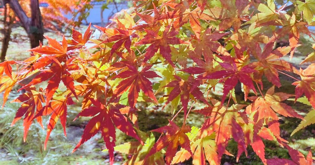 南禅寺の紅葉は早朝が絶景!静けさと光に包まれる至福のひととき【シニア向け京都散歩】