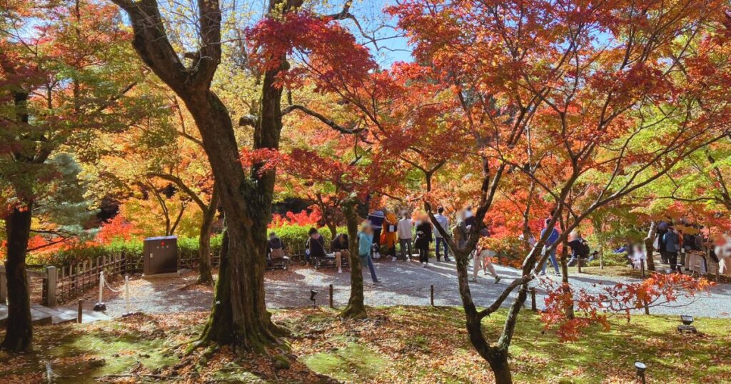 東福寺ってどこ?京都屈指の紅葉名所をやさしく紹介|行き方・見頃・おすすめ観賞ルート