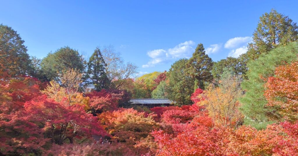 東福寺ってどこ?京都屈指の紅葉名所をやさしく紹介|行き方・見頃・おすすめ観賞ルート