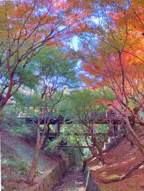 東福寺ってどこ?京都屈指の紅葉名所をやさしく紹介|行き方・見頃・おすすめ観賞ルート