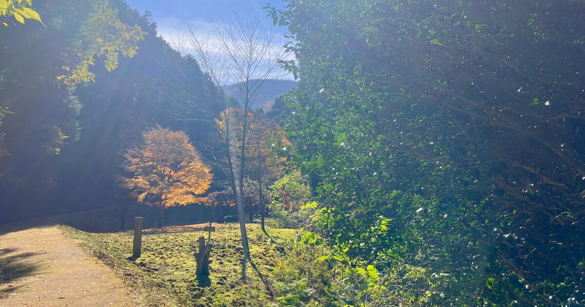【無料で楽しむ紅葉狩り】シニアに優しいゆっくり歩ける「ささやまの森公園」で森林浴