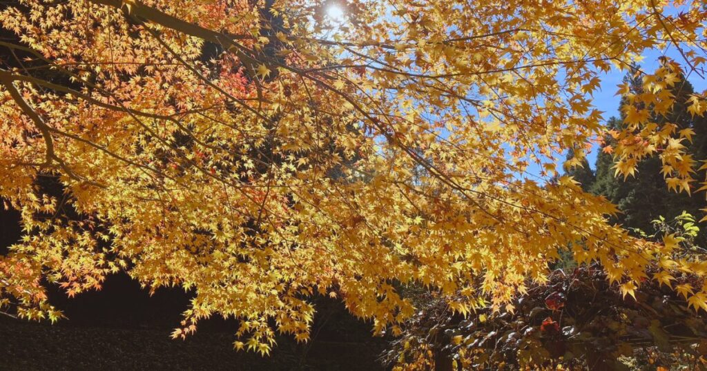 【無料で楽しむ紅葉狩り】シニアに優しいゆっくり歩ける「ささやまの森公園」で森林浴