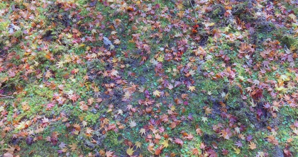 【無料で楽しむ紅葉狩り】シニアに優しいゆっくり歩ける「ささやまの森公園」で森林浴