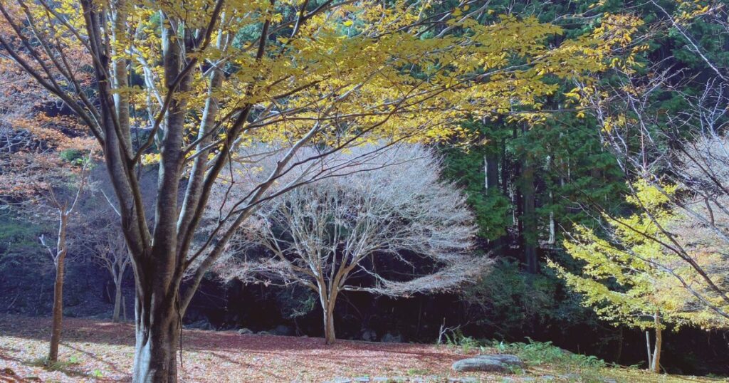 【無料で楽しむ紅葉狩り】シニアに優しいゆっくり歩ける「ささやまの森公園」で森林浴