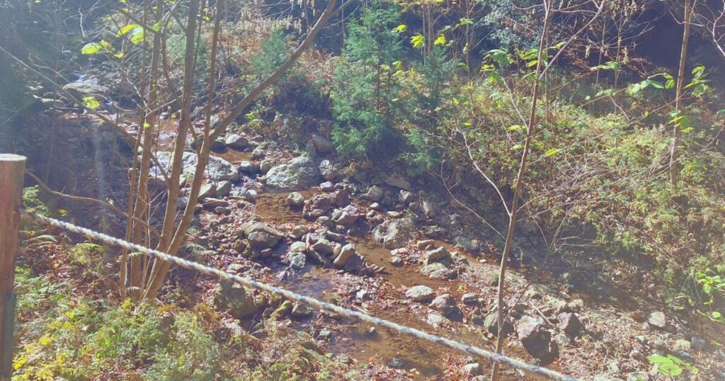 【無料で楽しむ紅葉狩り】シニアに優しいゆっくり歩ける「ささやまの森公園」で森林浴