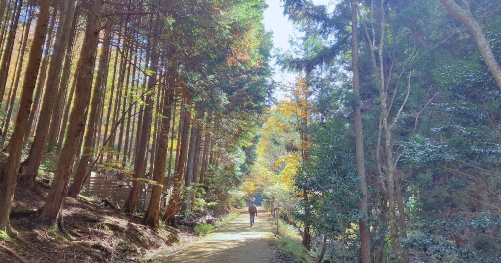 【無料で楽しむ紅葉狩り】シニアに優しいゆっくり歩ける「ささやまの森公園」で森林浴