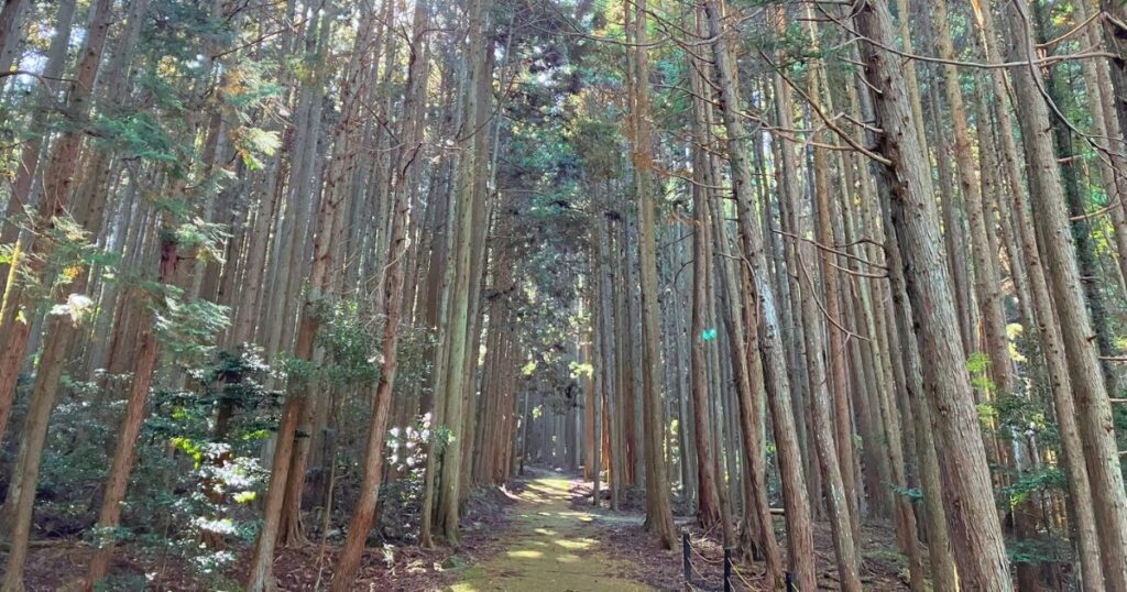 【無料で楽しむ紅葉狩り】シニアに優しいゆっくり歩ける「ささやまの森公園」で森林浴