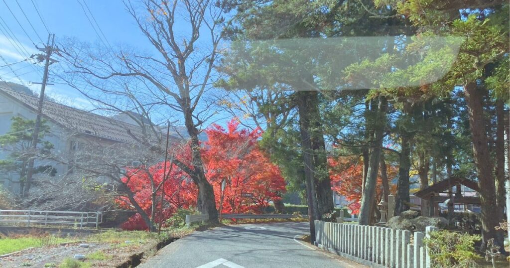 【無料で楽しむ紅葉狩り】シニアに優しいゆっくり歩ける「ささやまの森公園」で森林浴