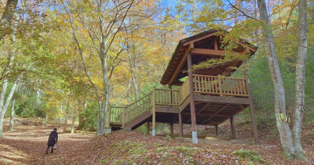 【無料で楽しむ紅葉狩り】シニアに優しいゆっくり歩ける「ささやまの森公園」で森林浴