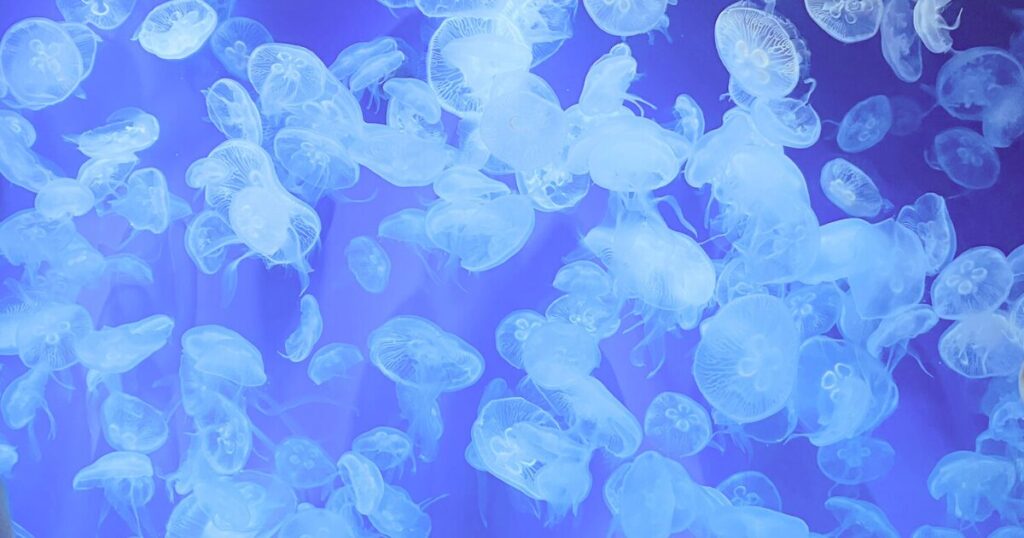 神戸須磨シーワールドの平日の混み具合は?