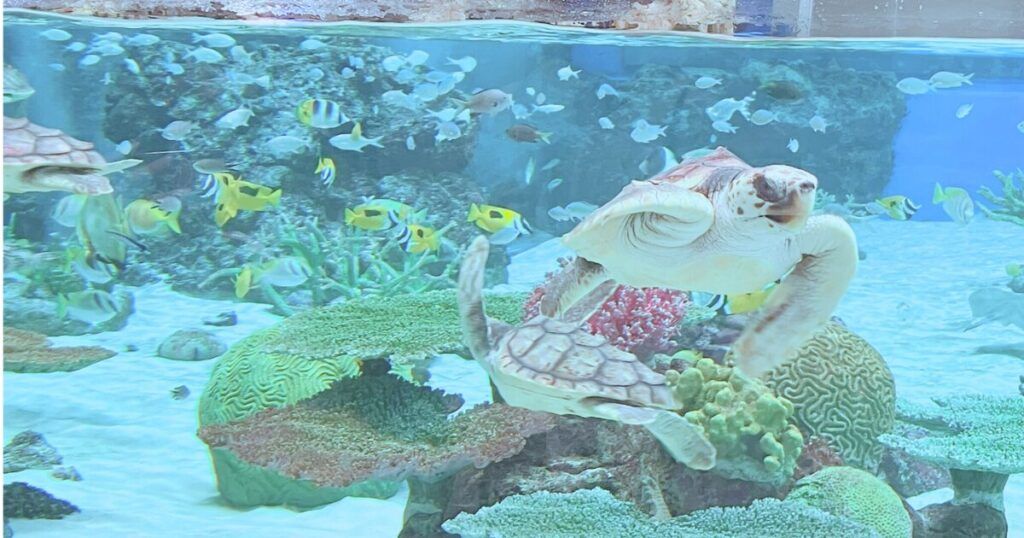 神戸須磨シーワールドの平日の混み具合は?