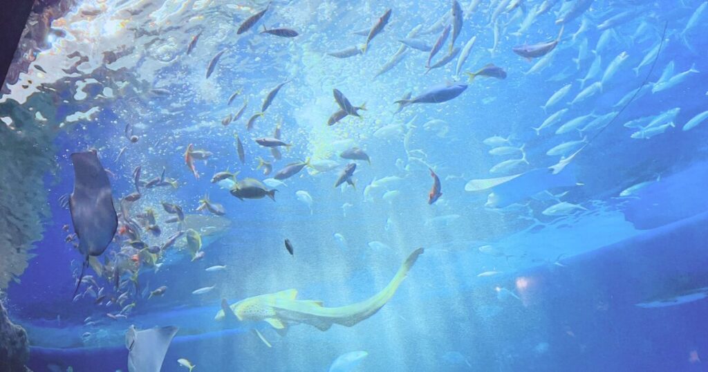 神戸須磨シーワールドの平日の混み具合は?