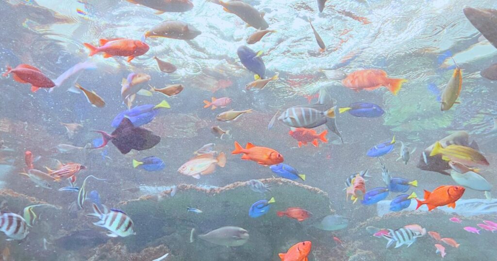 神戸須磨シーワールドの平日の混み具合は?