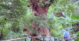 首里金城の大アカギ