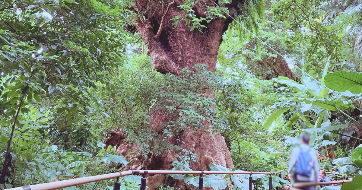 首里金城の大アカギ