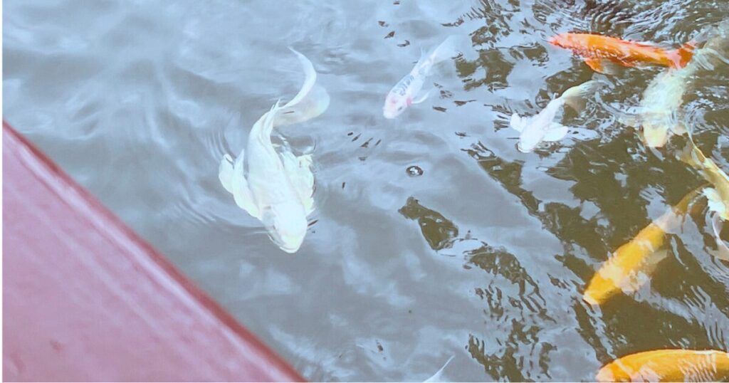 70代 シニア旅行 ブログ 福州園 那覇観光