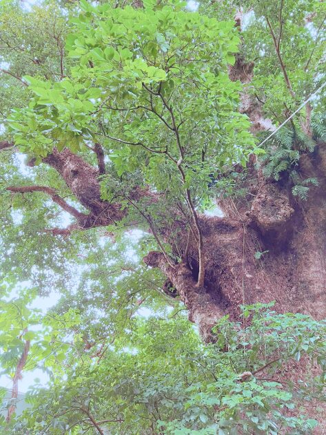 首里金城の大アカギ