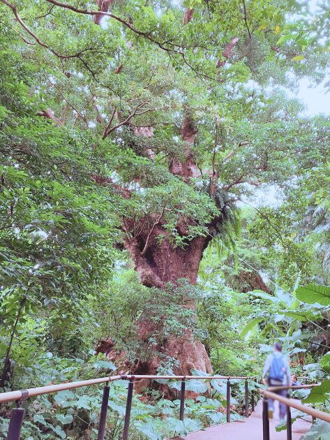 首里金城の大アカギ