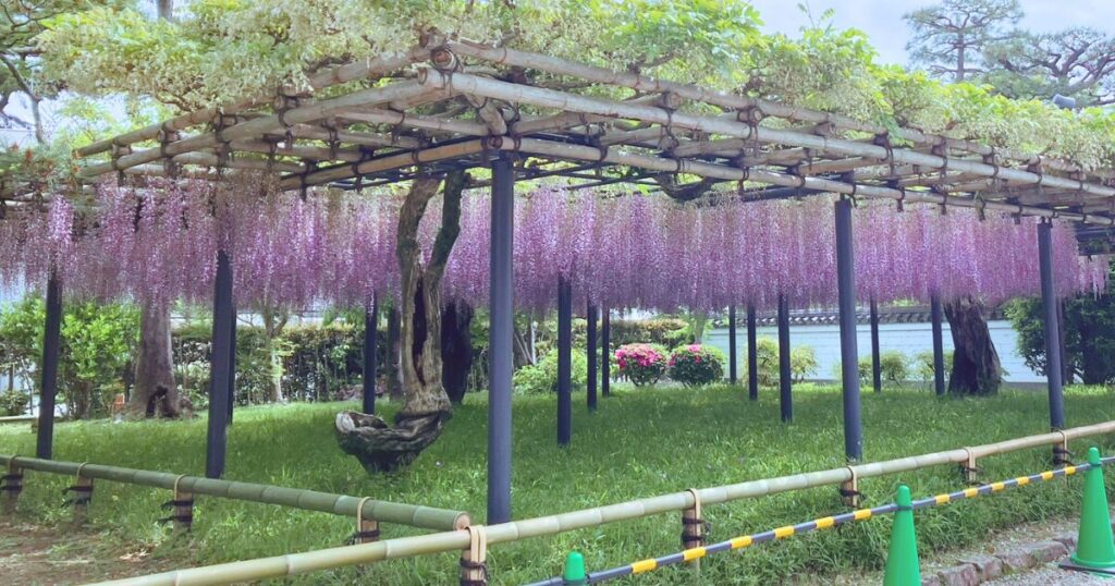 平等院の藤と三室戸寺のツツジを混雑回避で楽しむ方法