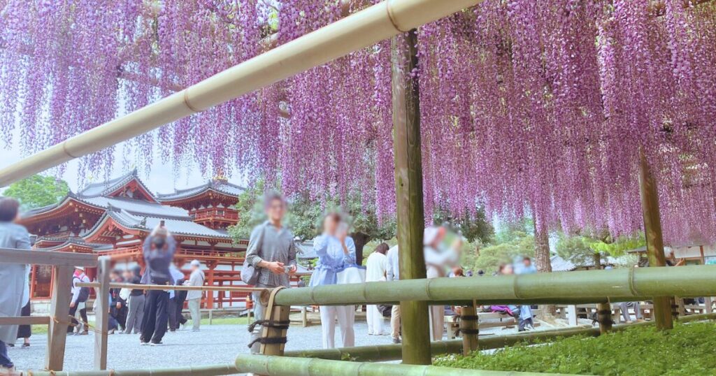 平等院の藤と三室戸寺のツツジを混雑回避で楽しむ方法