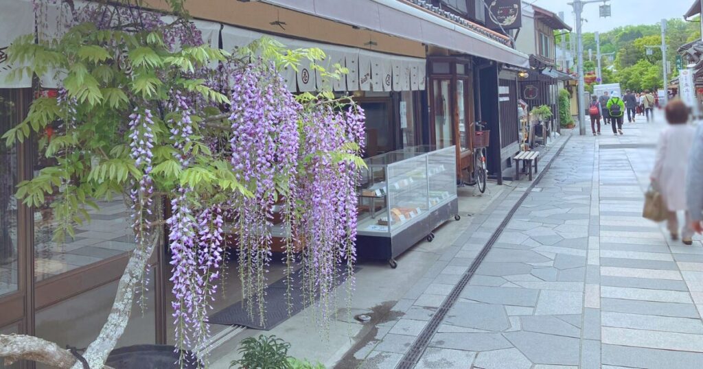 平等院の藤と三室戸寺のツツジを混雑回避で楽しむ方法