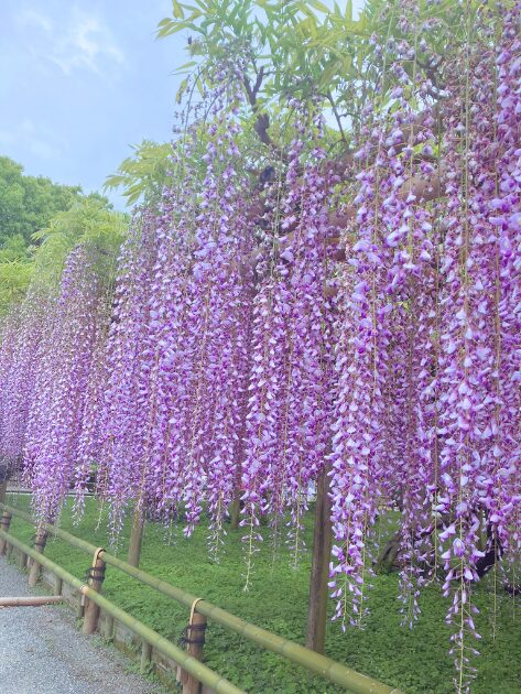 平等院の藤と三室戸寺のツツジを混雑回避で楽しむ方法