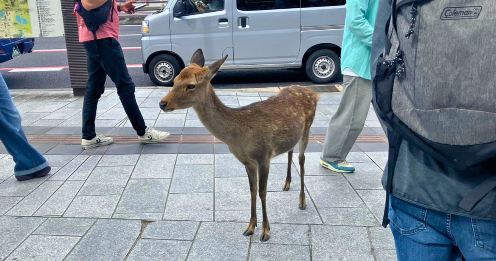 70代母と行く奈良日帰りモデルコース|あをによしと奈良監獄ミュージアムを楽しむ旅